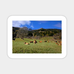 Herd in Switzerland Magnet