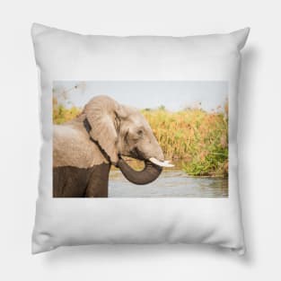 African Bush Elephant Feeding In River Pillow