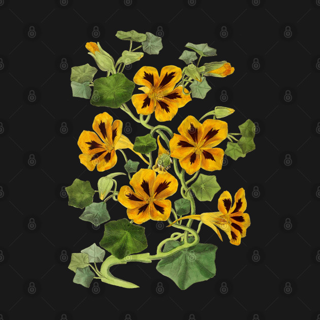 Nasturtium Flower Vintage Botanical Illustration by Biophilia