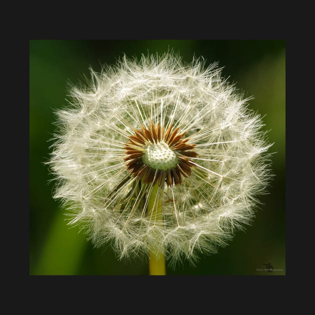 Dandelion by Simon-dell