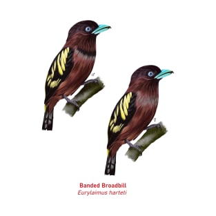 Banded Broadbill  | Eurylaimus harteti ⚥ T-Shirt