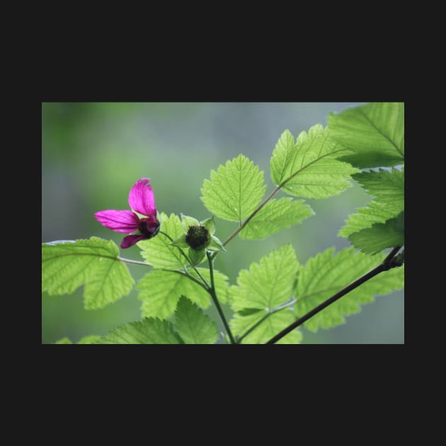 Salmon berry flowers by DlmtleArt