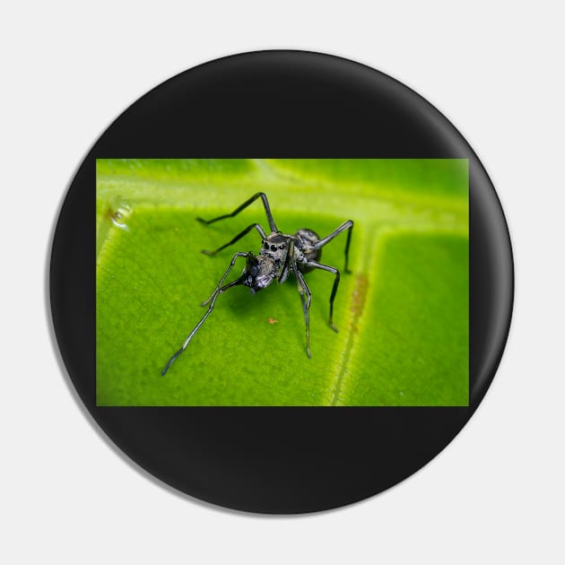 Unique and organic photo of an ant mimic spider cleaning its chelicerae Pin by AvonPerception