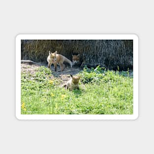 Fox puppies / Swiss Artwork Photography Magnet
