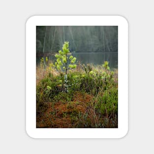 Small pine tree in swamp Magnet