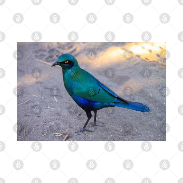 African Blue Starling Bird in the Shade by SafariByMarisa