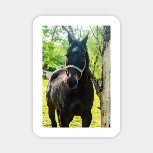 the handsome horse Magnet by KensLensDesigns