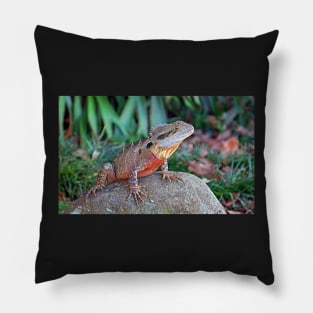 Water Dragon in Maleny Queensland Pillow