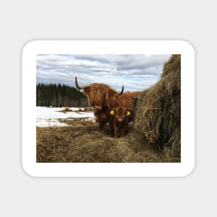 Scottish Highland Cattle Cow and Calf 1726 Magnet
