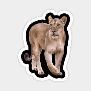 Lioness Magnet