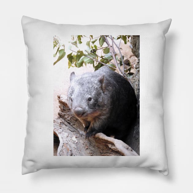 Wombat Pillow by kirstybush