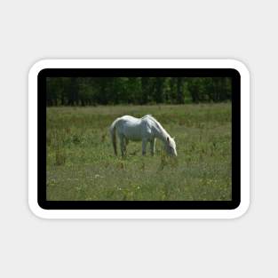 Wild Horse Magnet