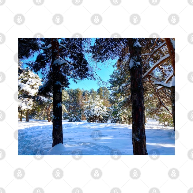 Scenery at the Sormovsky Park in Nizhny Novgorod with pine trees, spruces, and snow by KristinaDrozd