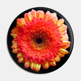 orange flower, marigold, aster, bloom, petal, garden Pin