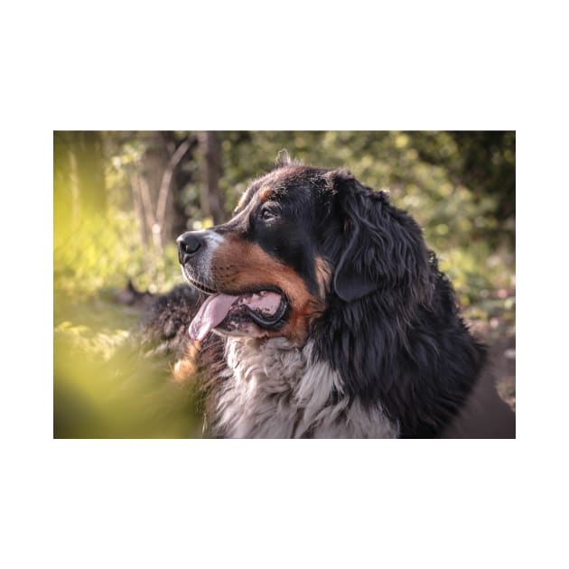 Bernese Mountain dog photo by Anna-Kik