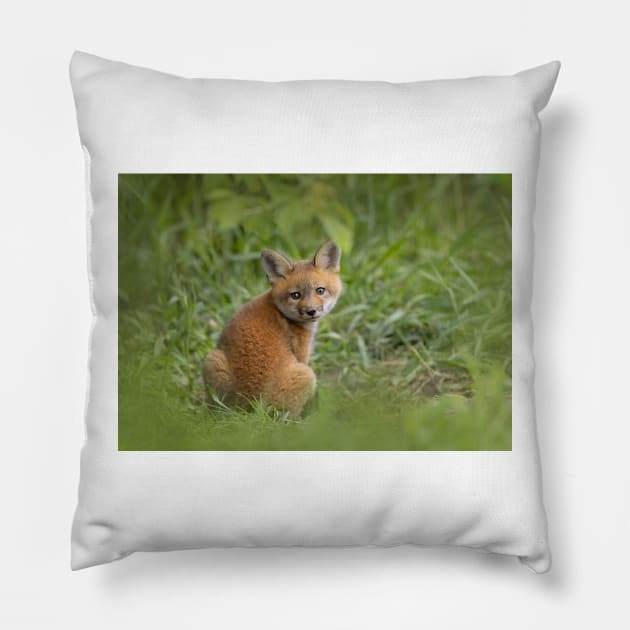 Red fox kit in the grass Pillow by Jim Cumming