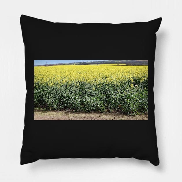 Canola Crop Pillow by Carole-Anne