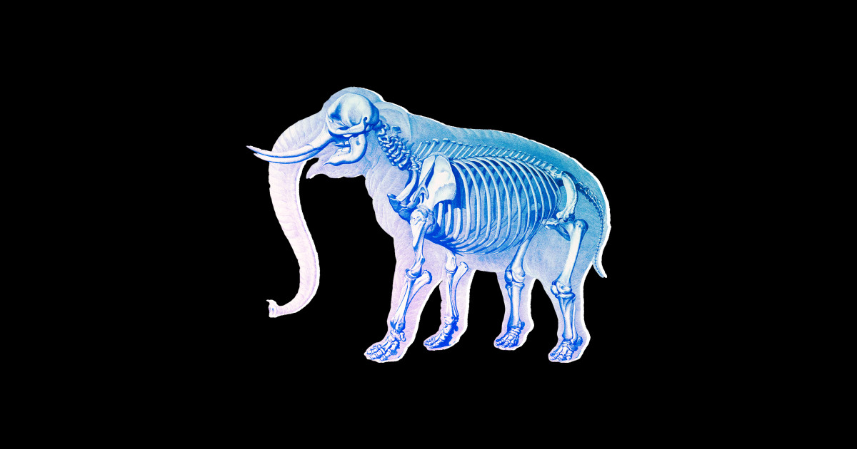 Elephant XRay Skeleton Elephant Sticker TeePublic