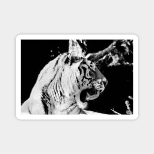 Year of the tiger 2022 / 5 /  Swiss Artwork Photography Magnet