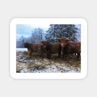 Scottish Highland Cattle Cow and Calves 1879 Magnet