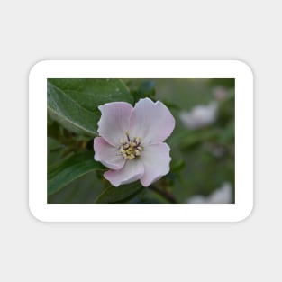 Quince flower Magnet