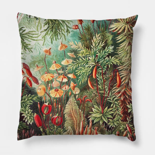 Fern -  Ernst Haeckel. Pillow by CozyCanvas