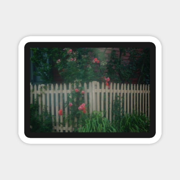 Pink Roses Growing on a White Picket Fence Magnet by 1Redbublppasswo