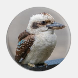 Kookaburra Australian Bird Profile Pic Pin