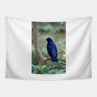 Satin Bowerbird Tapestry