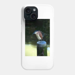 Rufous Night Heron Phone Case