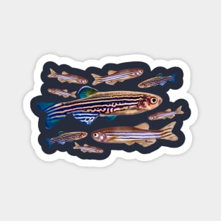 Zebrafish Danio Model Organism Genetics Biology Pattern Magnet