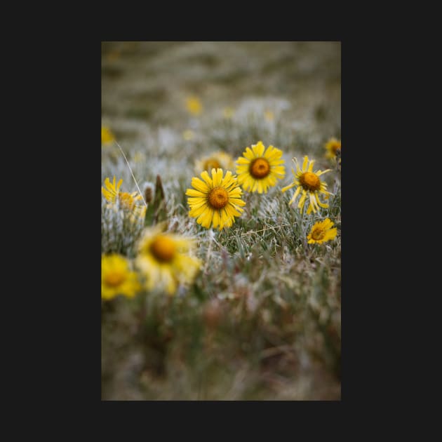 Mountain Wildflowers by jonesing