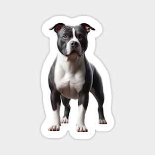 American Staffordshire Terrier Magnet