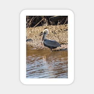 Wader bird Magnet