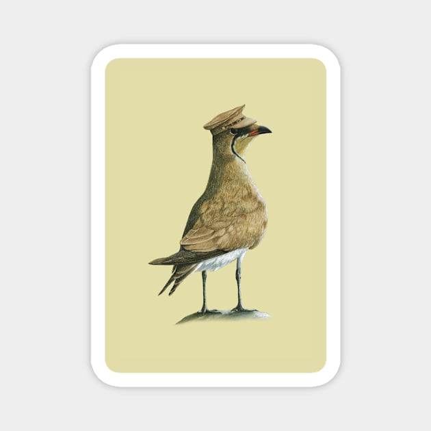 Black-winged pratincole Magnet by Mikhail Vedernikov