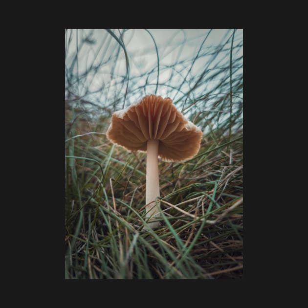 wild mushroom by psychoshadow
