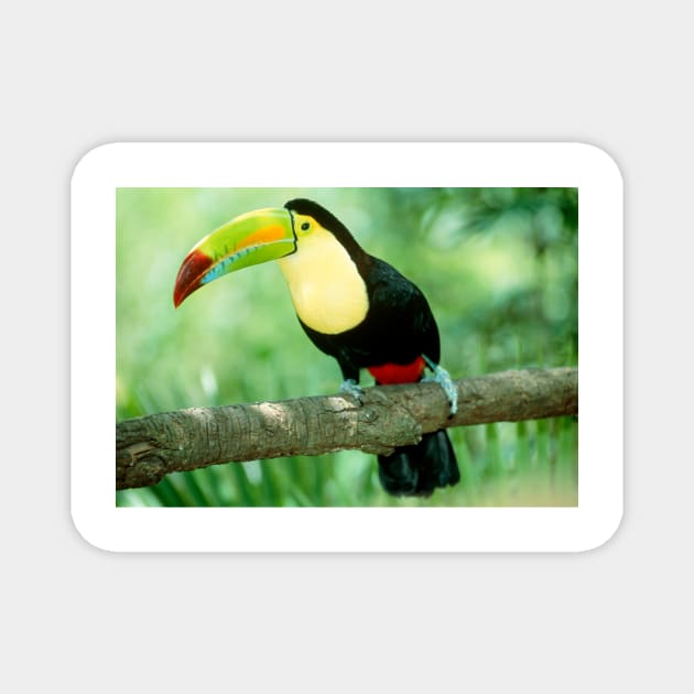 Keel-billed toucan (Ramphastos sulfuratus) in tree (Z888/0001) Magnet by SciencePhoto