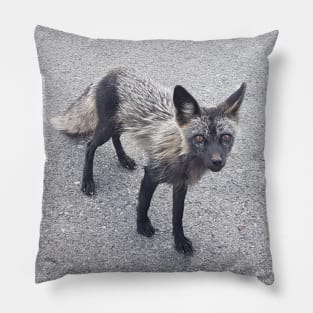 Silver Fox Pillow