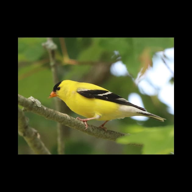 American Goldfinch Brightening Up The Woods by Judy Geller