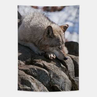 Timber Wolf Tapestry