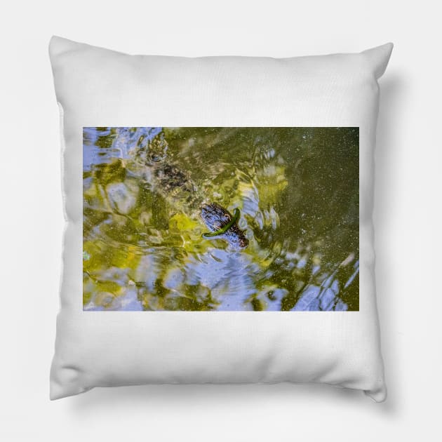 Wild Baby Alligator 2 Pillow by KensLensDesigns