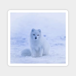 Arctic Fox Magnet