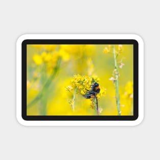 Bee Happy in Yellow Magnet