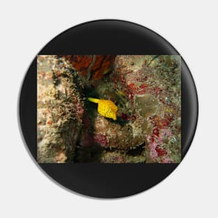 Yellow Boxfish Pin