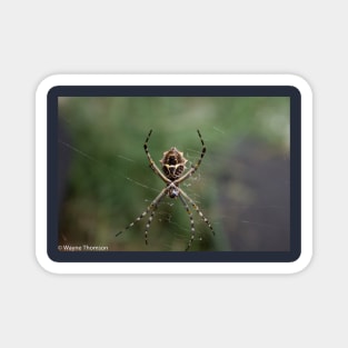 Orb Weaver Spider Magnet