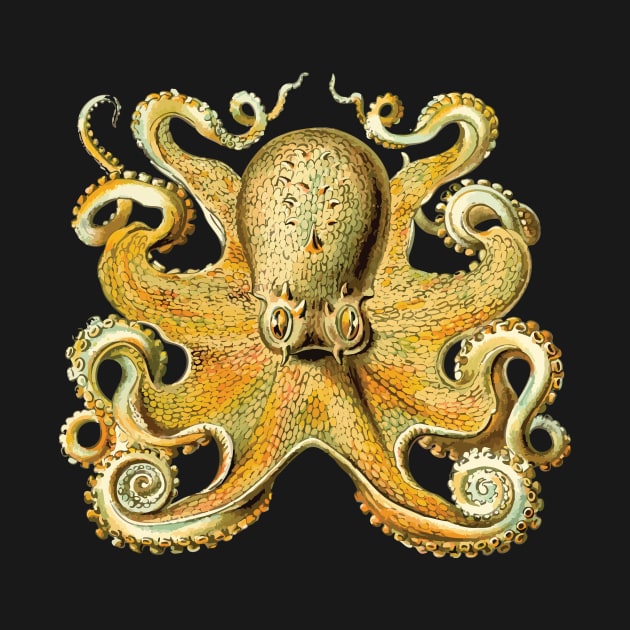 Vintage 1904 Haeckel Octopus - Cephalopod Octopoda Ocean Creature by natureguided