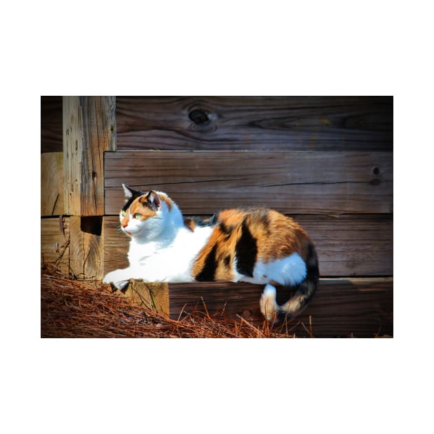 Calico Cat On The Steps by Cynthia48