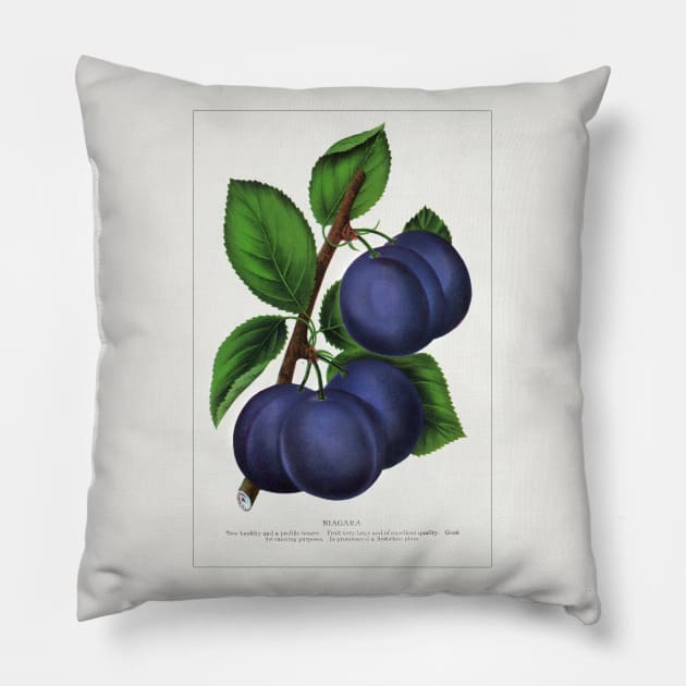 Niagara Plum Lithograph (1900) Pillow by WAITE-SMITH VINTAGE ART