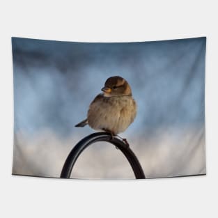 Winter Female House Sparrow Tapestry