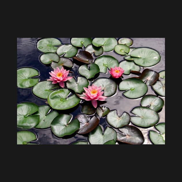 Pink Water Lilly Flower Trio floating on a Garden Pond by Scubagirlamy